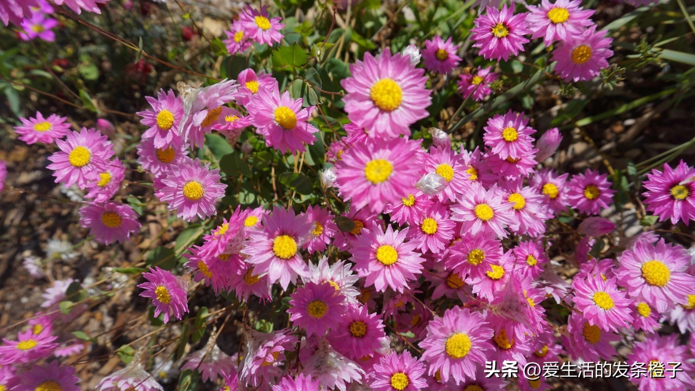 一路向北全程1980公里,西澳自驾游最佳路线图