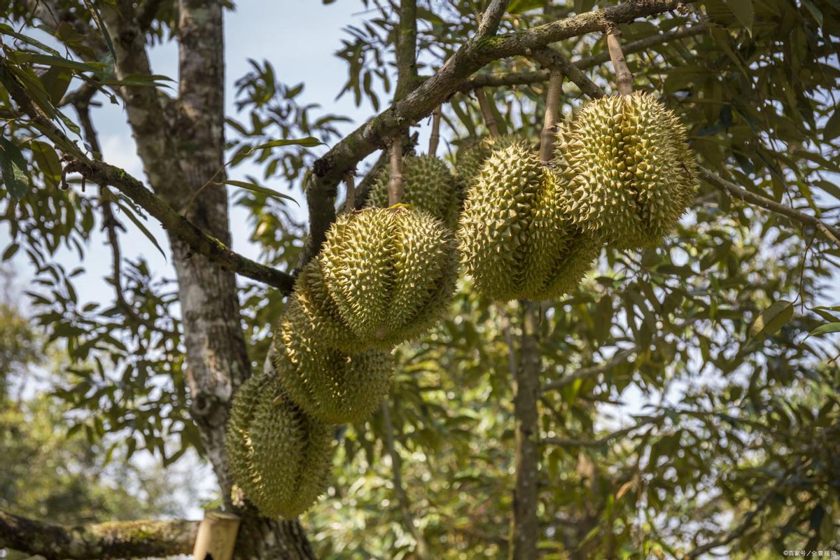 越南榴莲引入中国，泰国垄断地位恐成过去式？榴莲自由又进一步