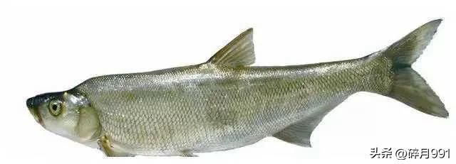 钓鱼人最喜欢吃哪一种淡水鱼,青鱼草鱼鲫鱼鲤鱼淡水鱼