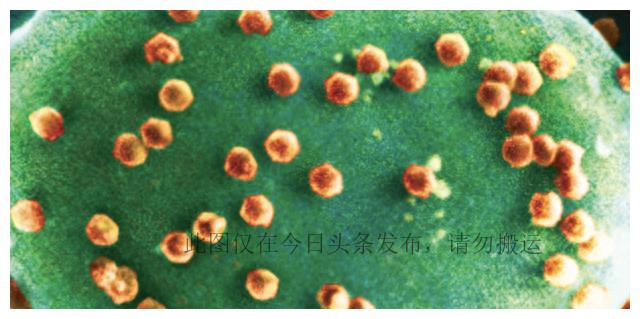 科学家找到专吃病毒生物,发现病毒的科学家是谁