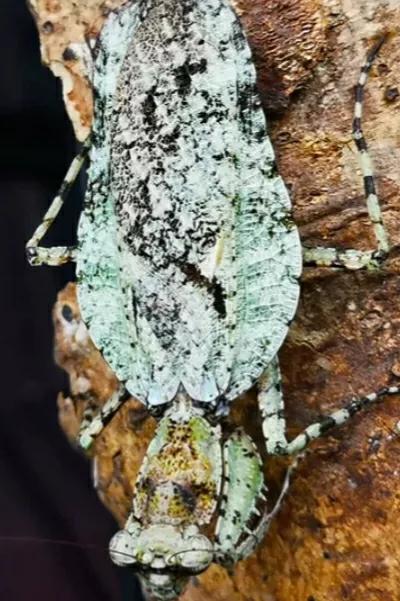 螳螂吃掉自己丈夫的头,螳螂为什么吃掉配偶螳螂吃蛇