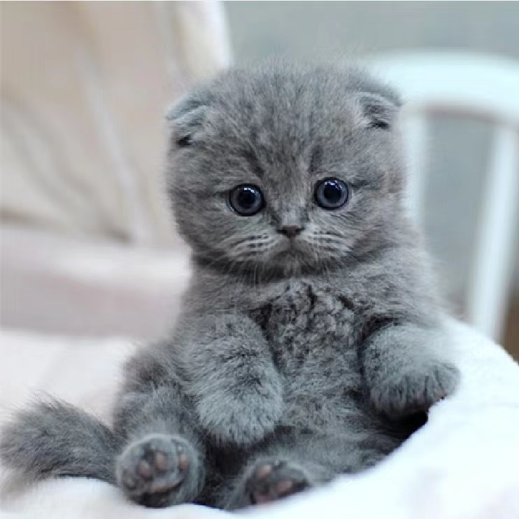 关于猫咪的100个小秘密,十二个关于猫咪的冷知识