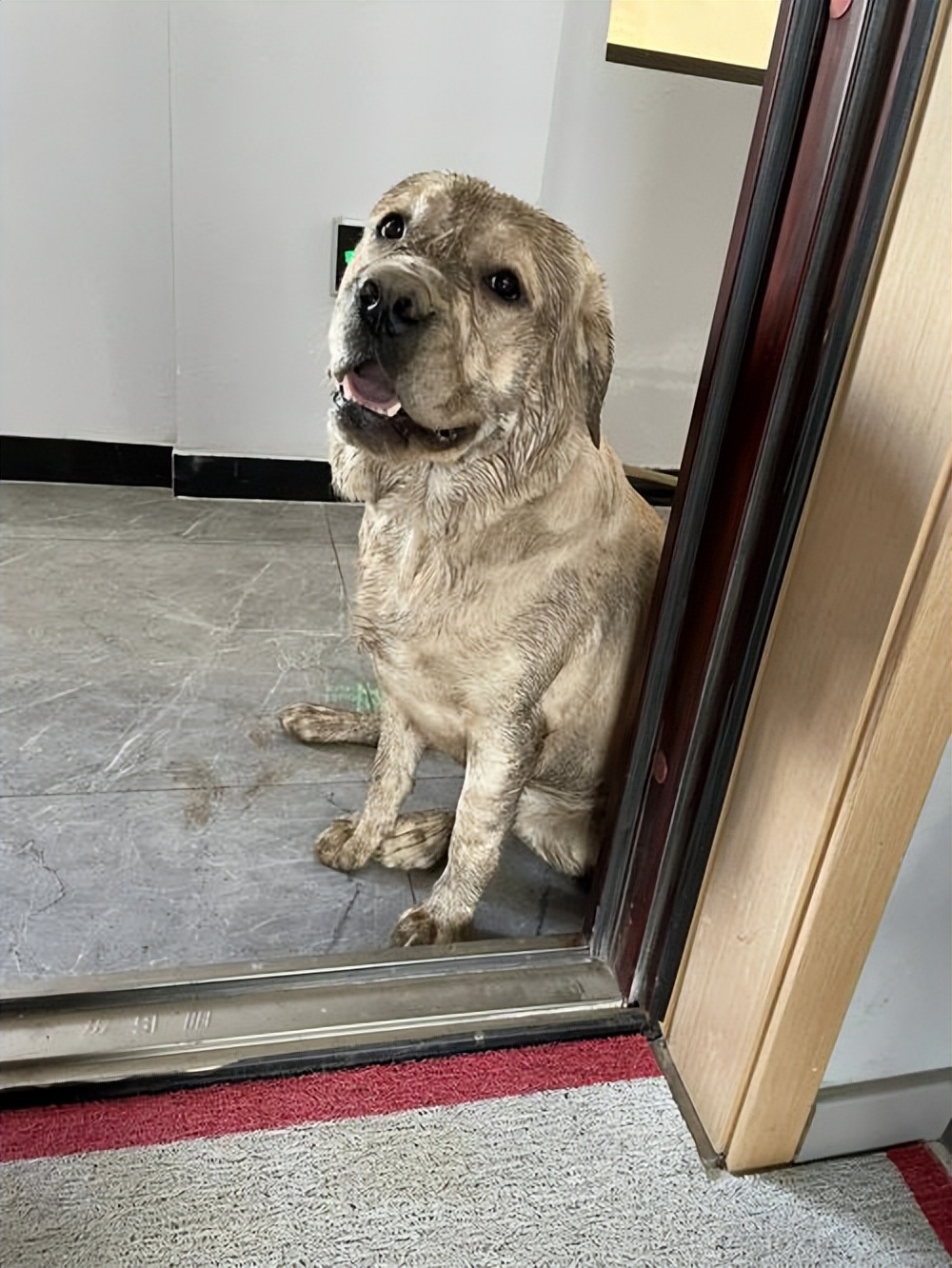 建议穷人养的10种狗爱干净,公认好养的6种狗特别适合新手