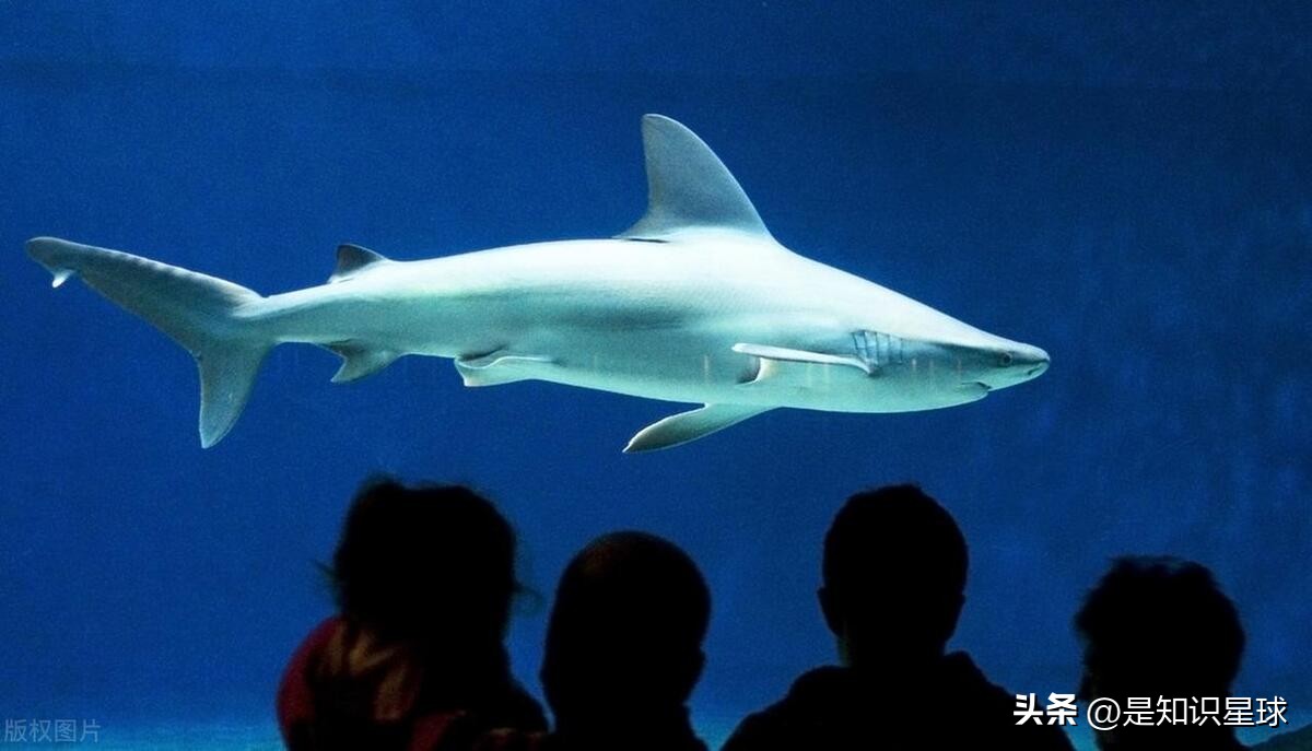 熊猫指头的特点,熊猫手指有几个指头