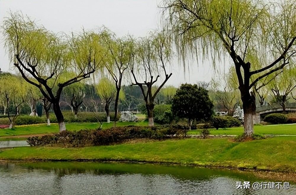 西湖荷花诗句古诗大全,荷花美景的诗句大全