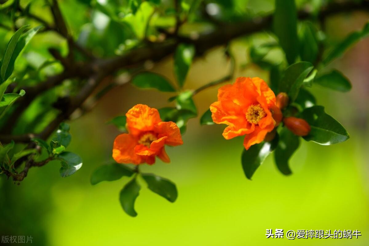 石榴花壁纸生如夏花,石榴花盛开的夏天