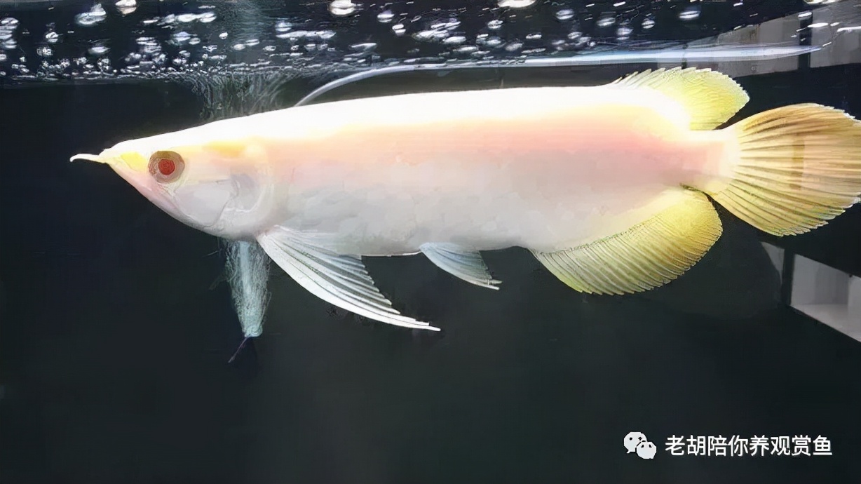 龙鱼褪色呆滞,龙鱼鳞片褪色