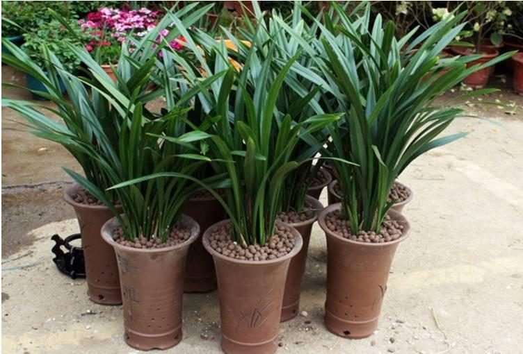 代表富贵吉祥的花草,有寓意的花草名