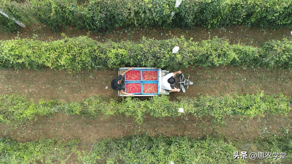 五味子的种植方法与技术,种植五味子需要几年才可以收