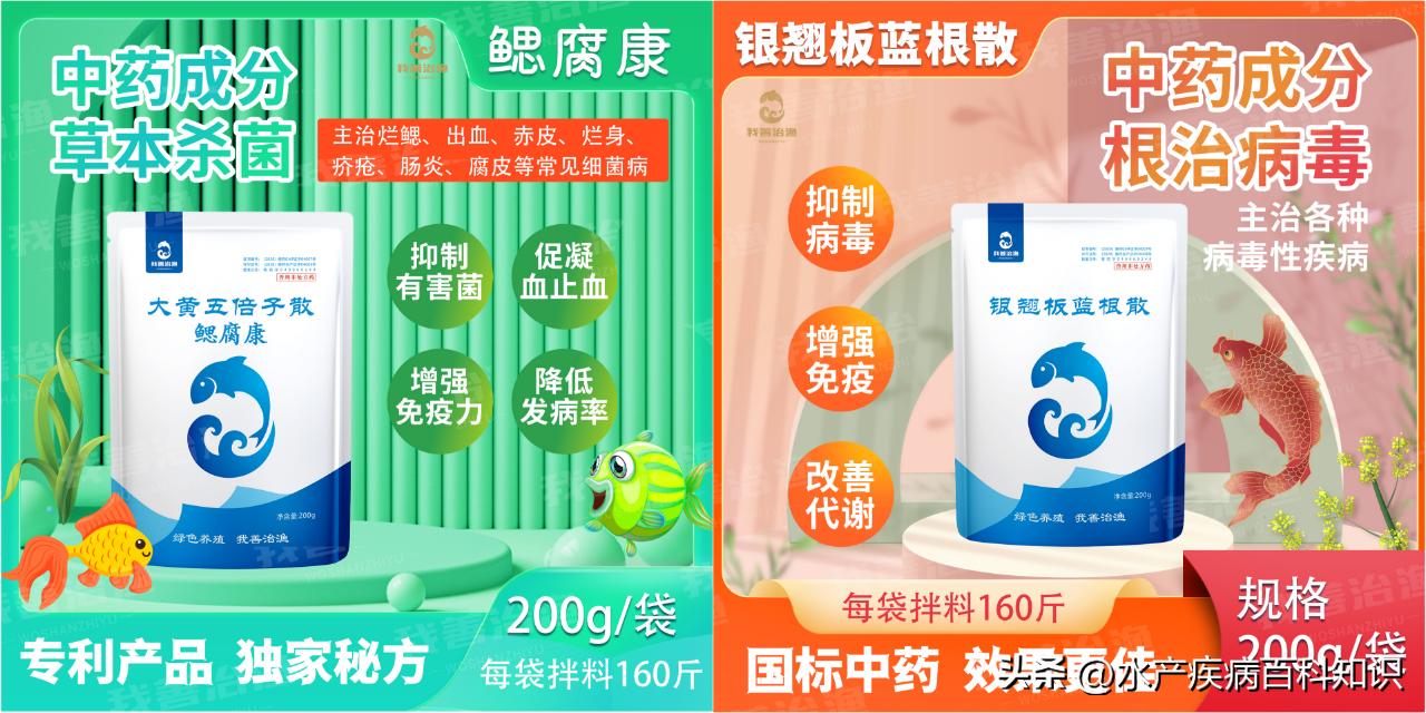 红嘴鸟死亡原因,红嘴烂身鱼