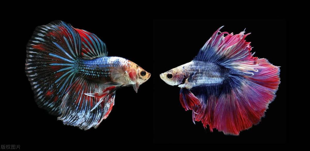 观赏鱼斗鱼百科,传统斗鱼观赏鱼