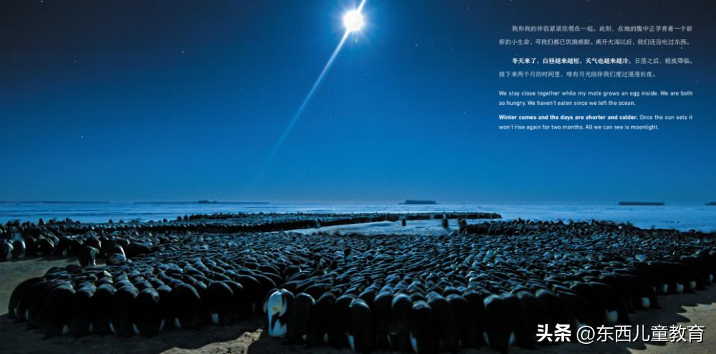 法布尔昆虫记立体书适合3-6岁儿童,法布尔昆虫记青少版必读