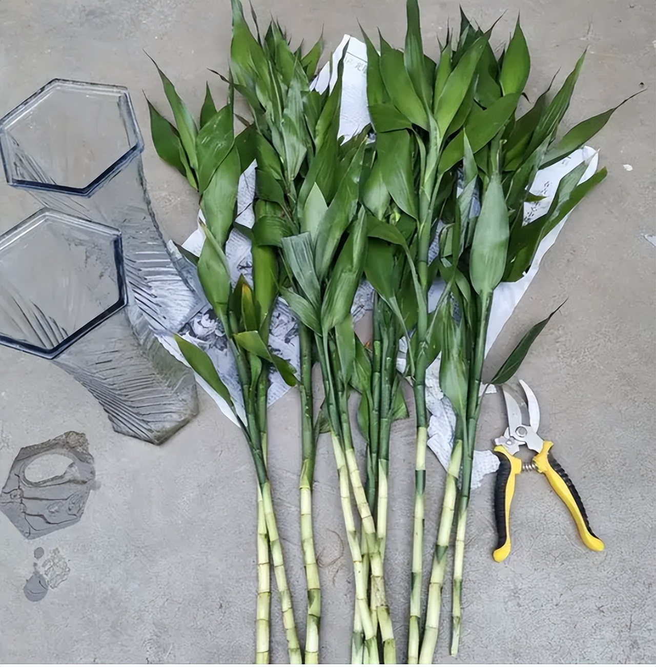 怎样让富贵竹长得又粗又壮,怎么能让富贵竹只长粗不长高