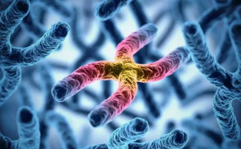 父亲是亲生父亲，母亲却不是亲生母亲？“奇美拉现象”有多神奇？