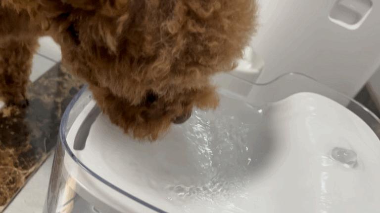 宠咕咕智能宠物饮水机,宠咕咕喂食器测评