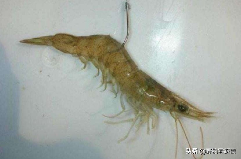 台钓钓到大鱼该怎么跟他溜鱼,台钓鳜鱼选位怎么选最好