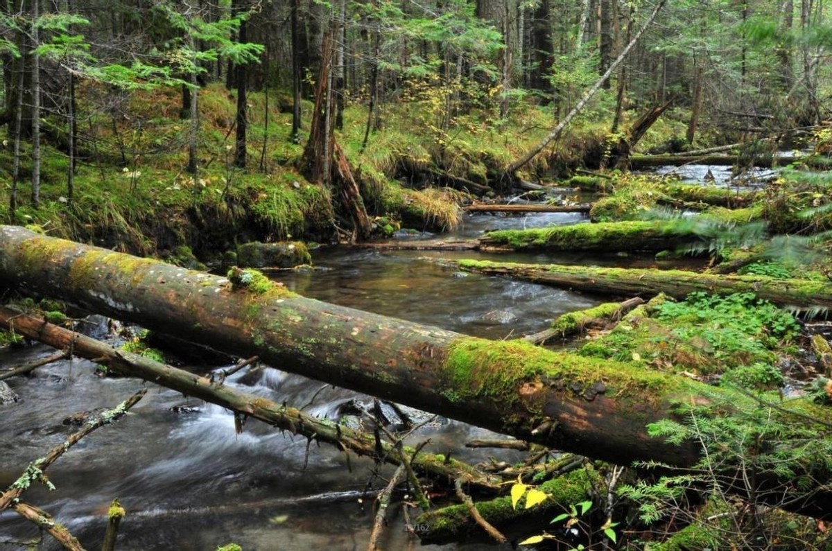 古代军队死伤率,古代军队征战云南