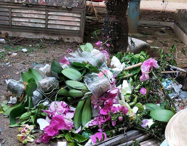 最好看最难养的花卉有哪些,最好养的10种花