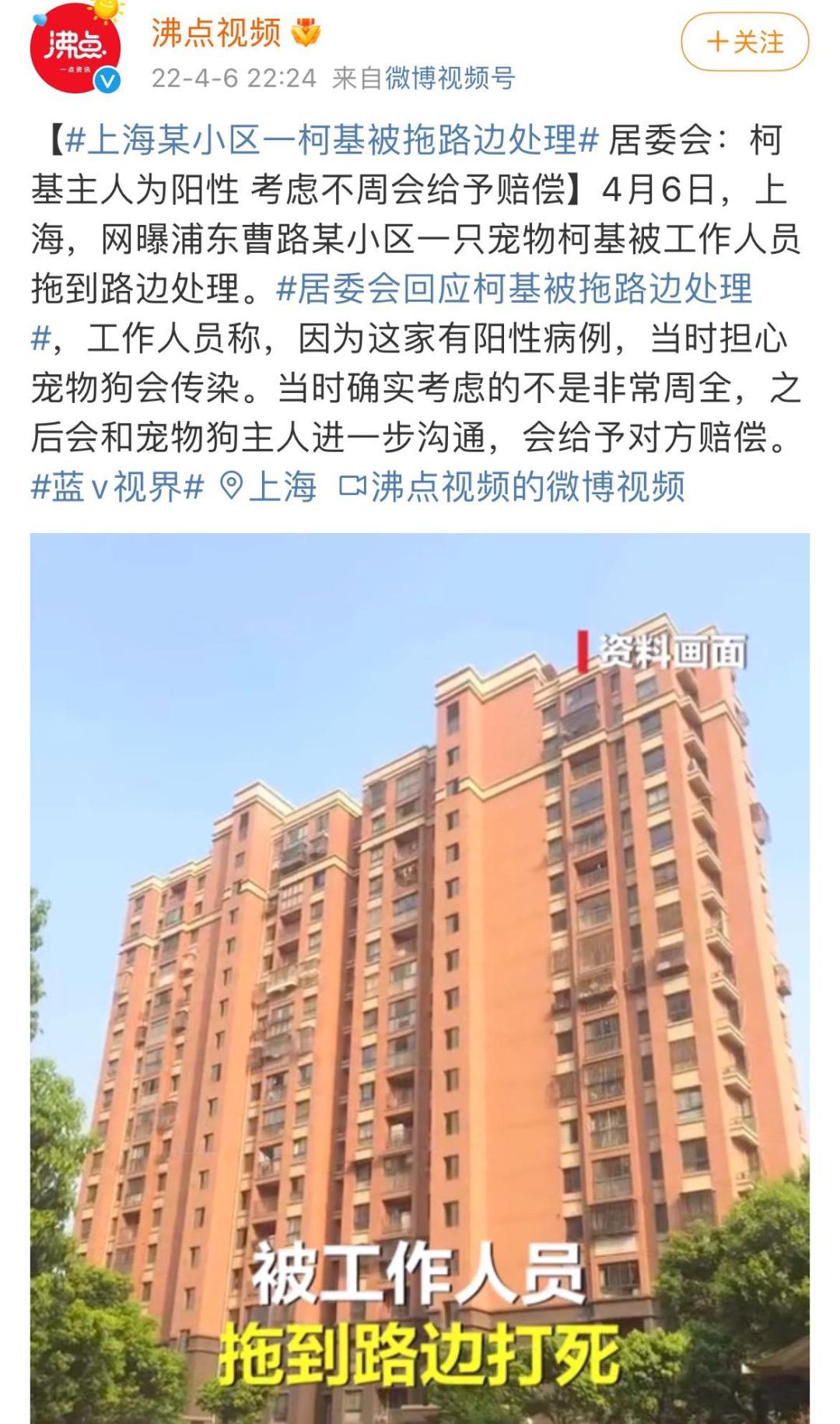 疫情宠物被无害化处理怎么办,无害化处理宠物狗