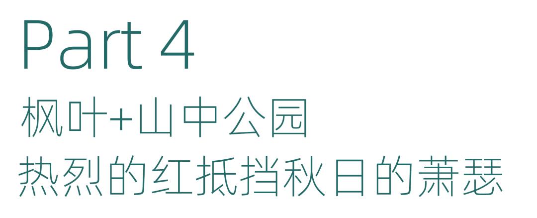 南京的法国梧桐秋天图片,南京法国梧桐秋天