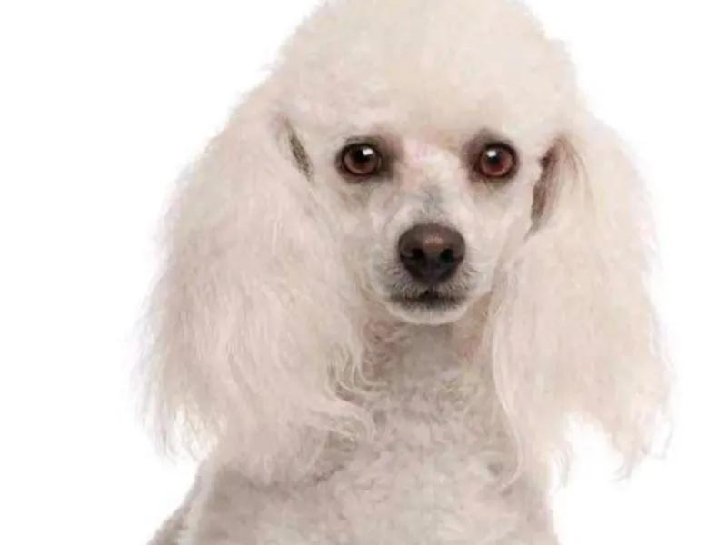 狗粮,狗狗吃饭搞笑片段