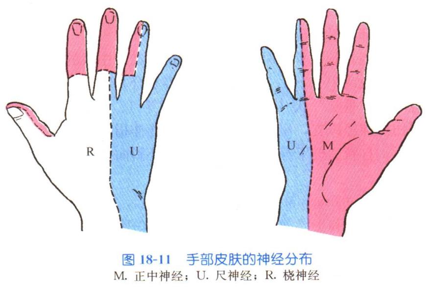 脊神经支配区域解剖图简图,脊神经及其分支的支配范围