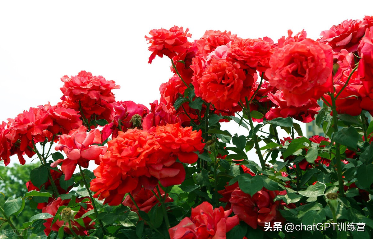 各类花种花语,情人节花语大全给女朋友送花必看
