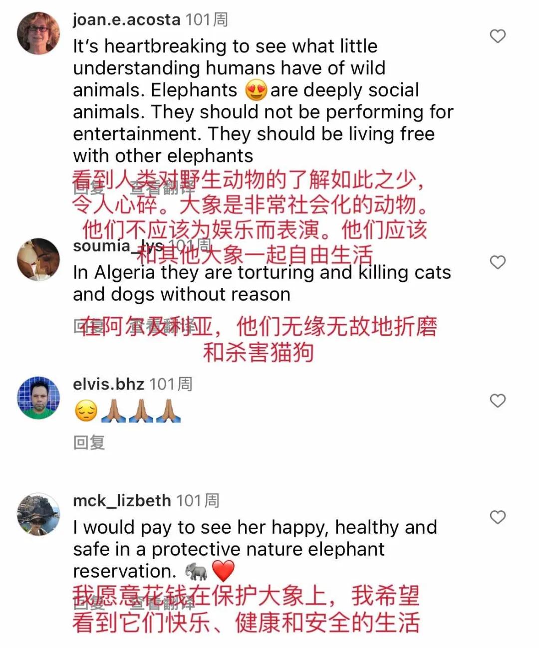 野象谷：给大象拴铁链子，好比人类遛狗的时候拴狗绳