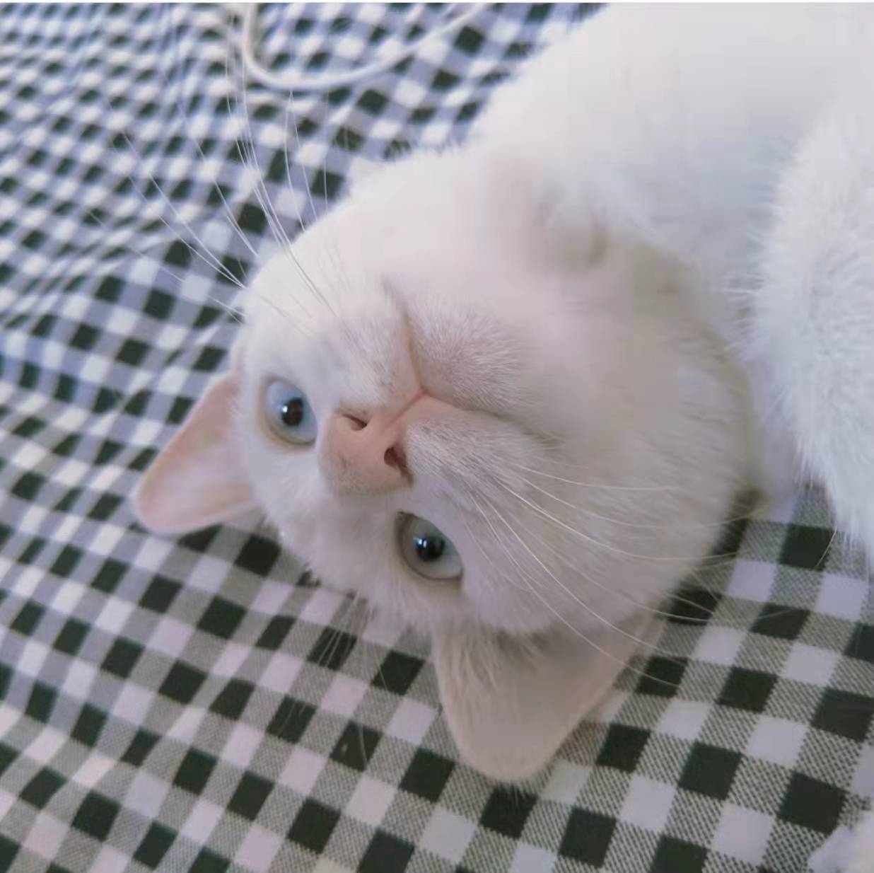 为什么养了猫之后谈恋爱好难 (养猫可以走出分手的伤心吗)