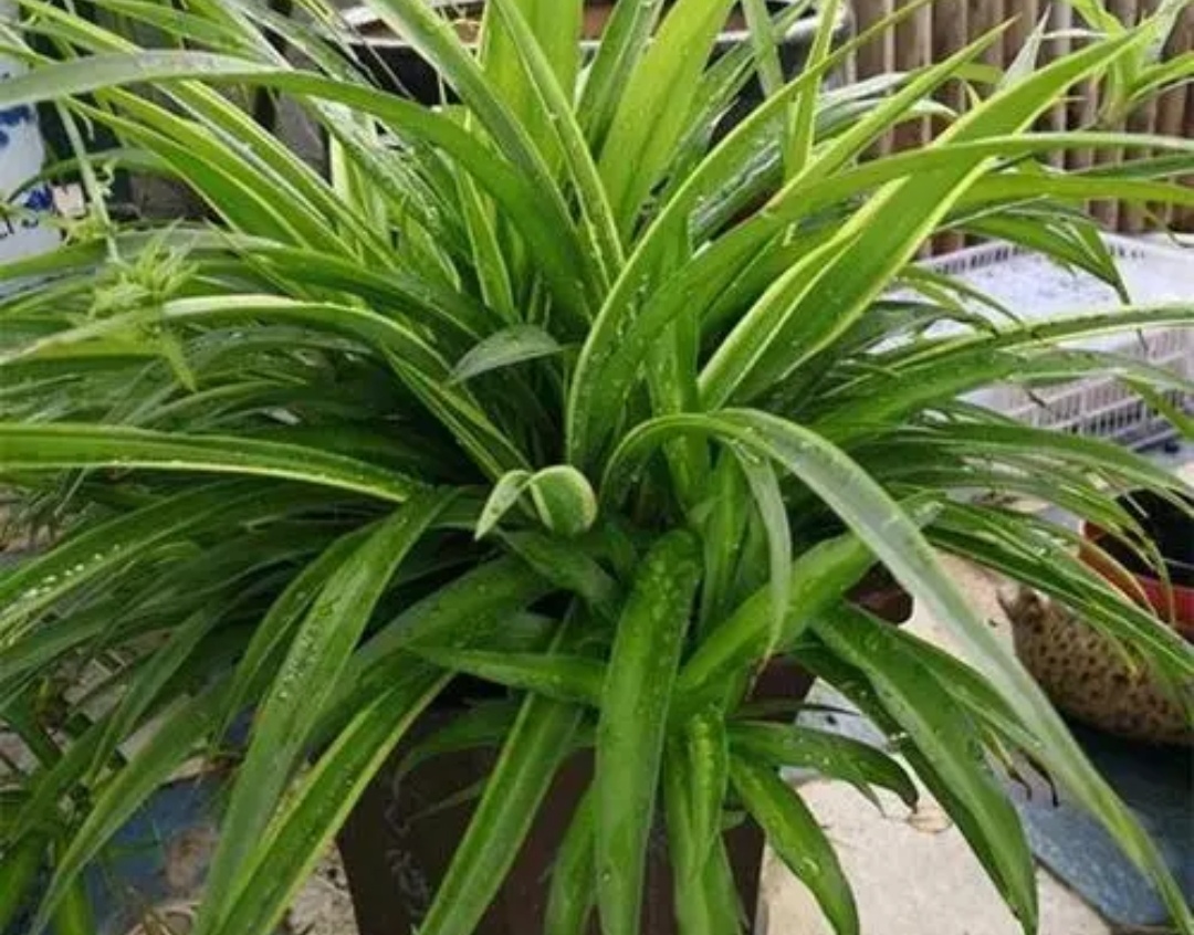 四种花旺财又养人,人养花花养人这15种花越养越干净