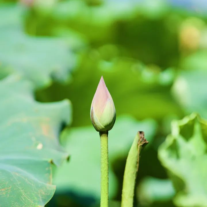一年中最有智慧的节气图片,365天最美24节气图诞生惊艳国人
