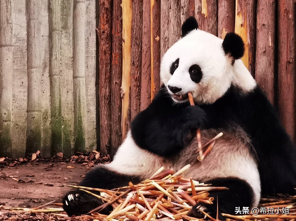 成都到乐山途中有哪些旅游景点,四川成都附近的旅游景点有哪些