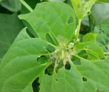 甲维盐效果是阿维菌素几倍,甲维盐与阿维菌素区别