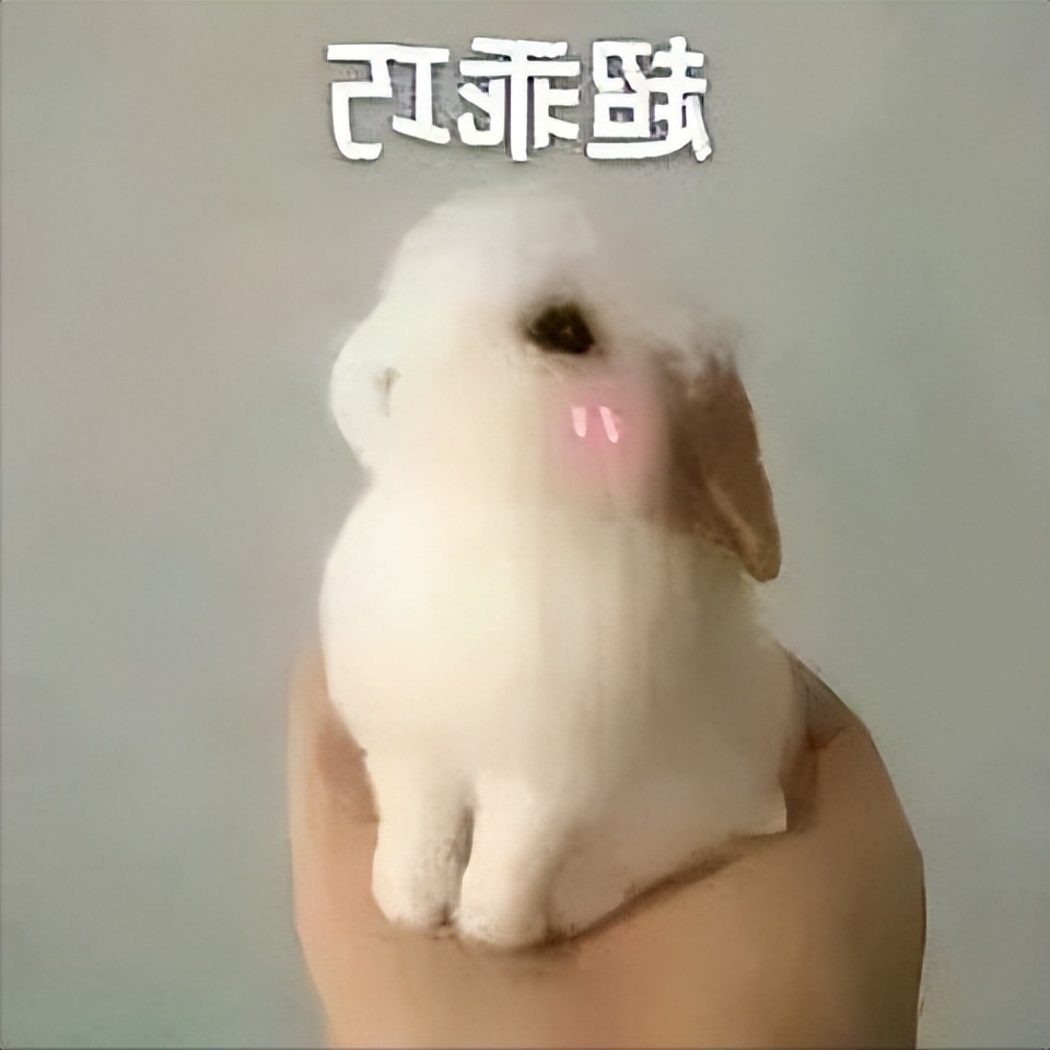 为什么不能给兔子洗澡,不能给兔子洗澡吗