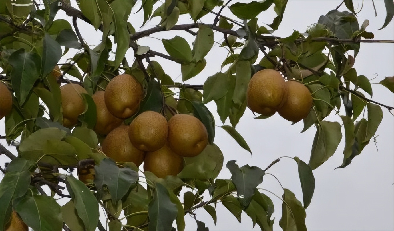 外婆家五年级习作,三年级写作文我的外婆