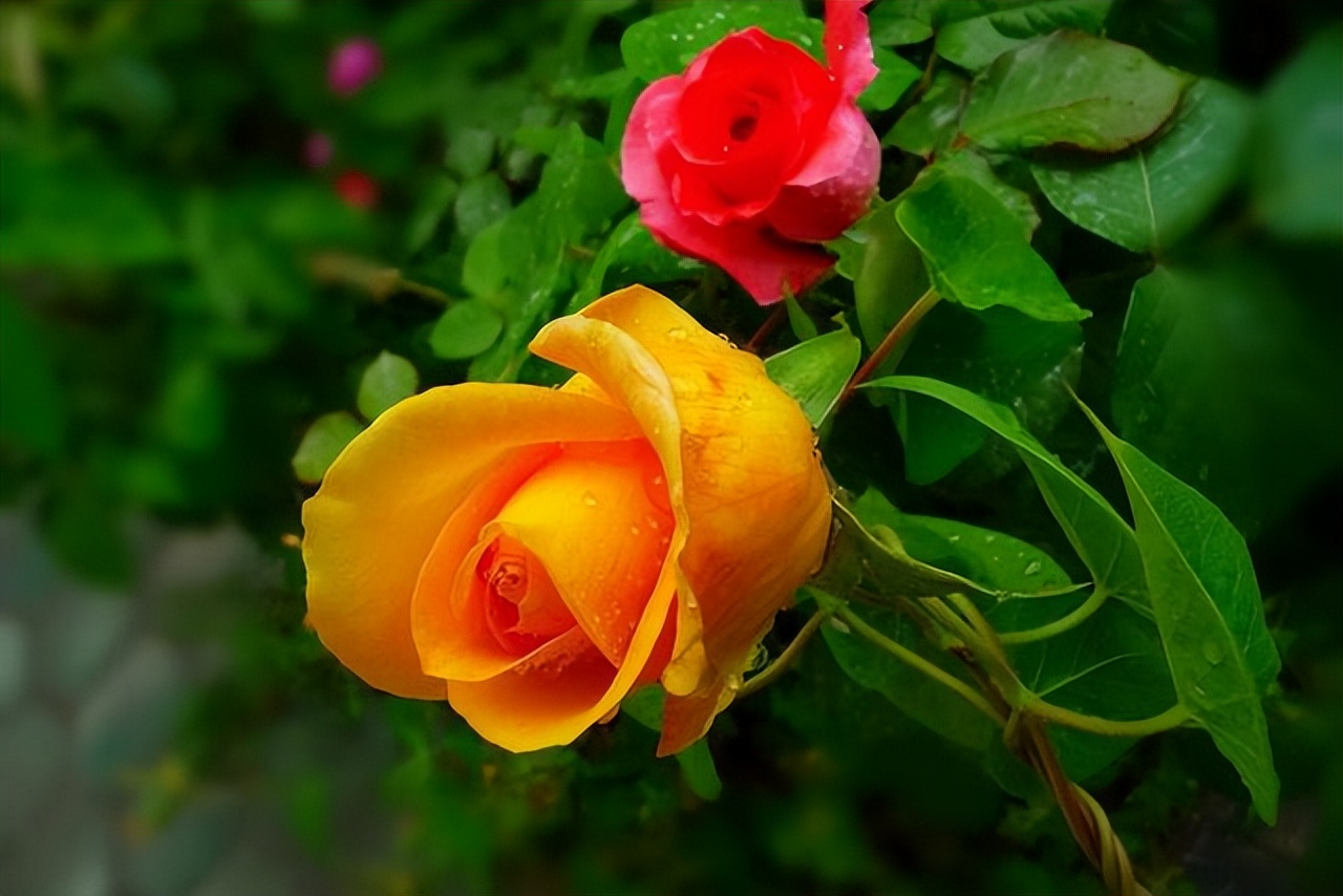 爱干净的人，家里别养4种“脏脏花”，会招虫子，越养越烦