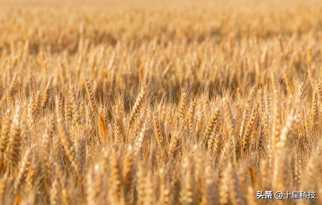 2021河南小麦品种对比图,泛麦803河南排名第一小麦品种