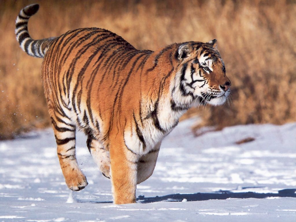 东北虎遇到非洲狮,谁才是陆地王者王者之间的对决