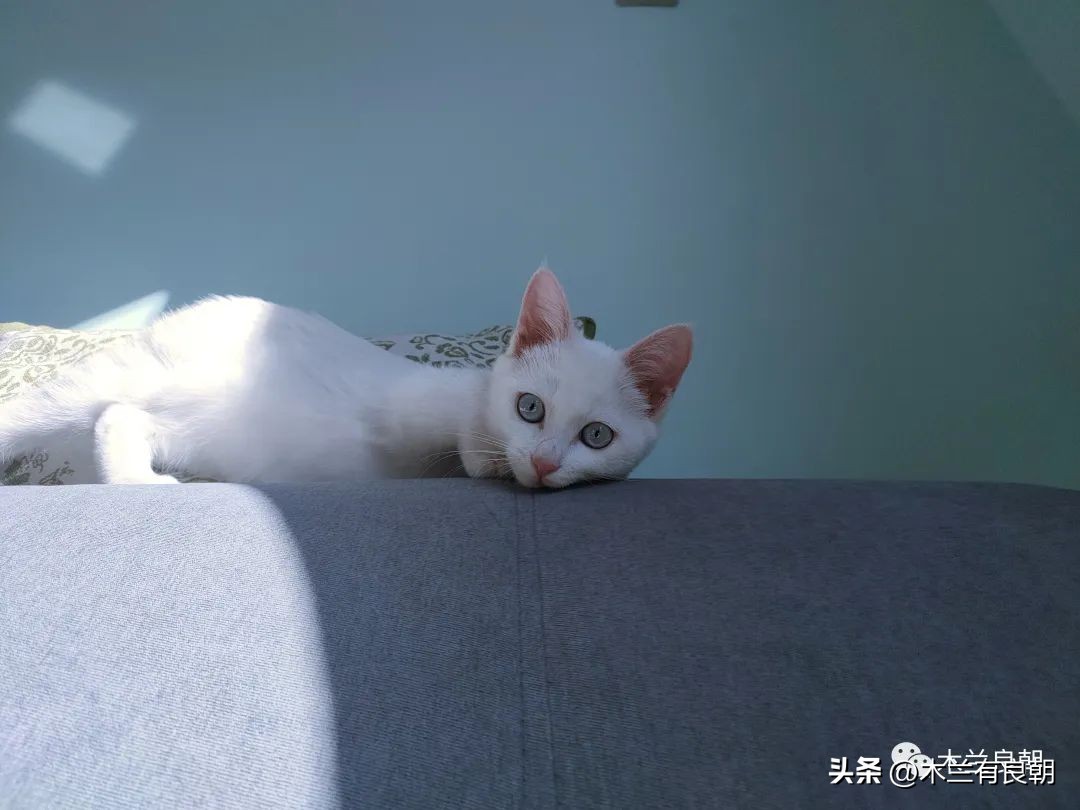 这回这妖精是真的要拆家了