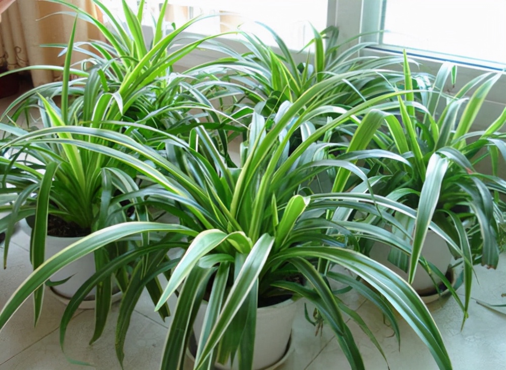 家里光照不足养的花,家里光照不足养什么植物