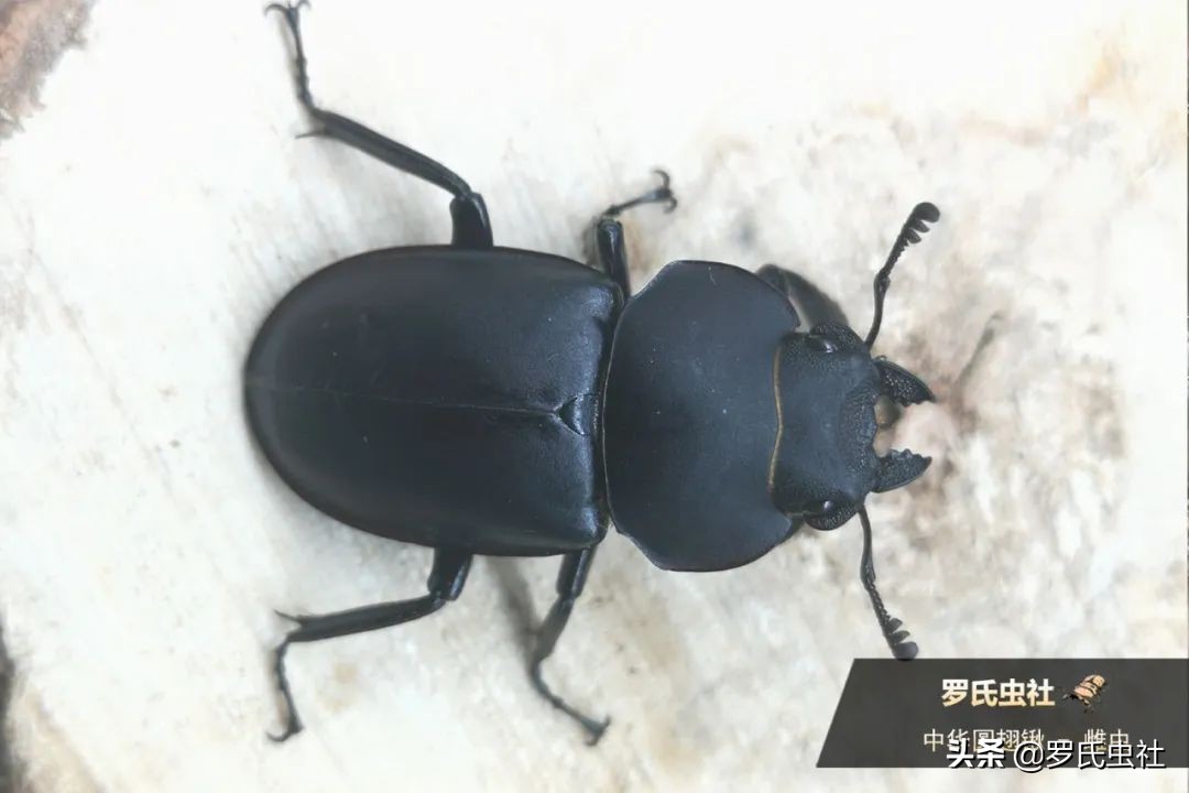 2022年第07期：闲话兜锹，上海本土锹甲的冷知识！|罗氏虫社