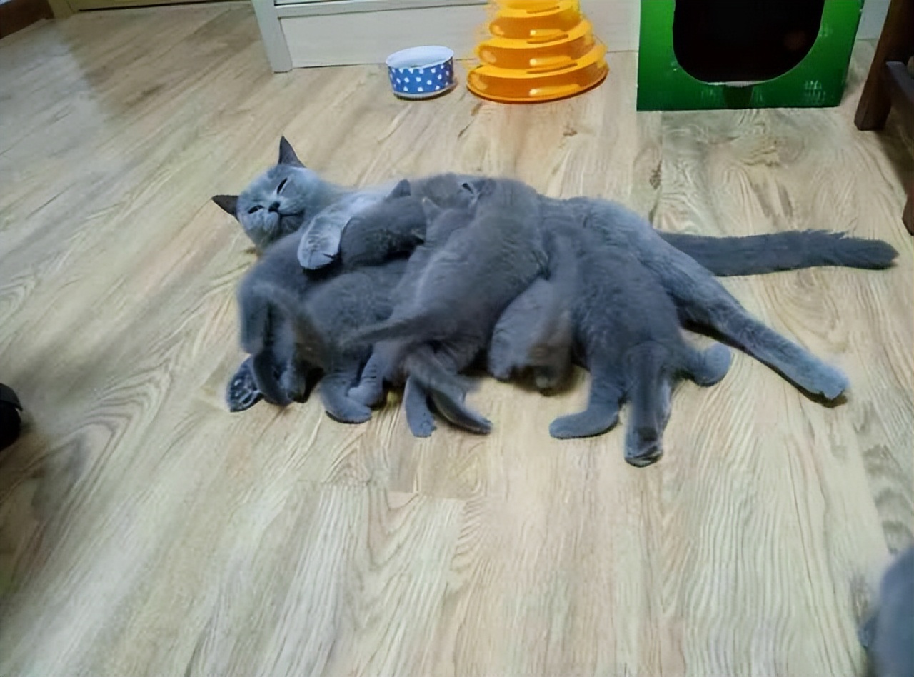 母猫为什么要挪几次窝,母猫为什么会想挪窝