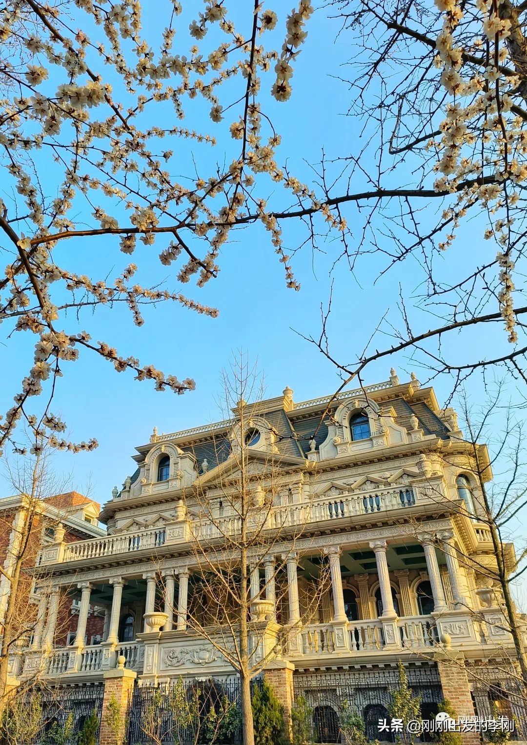 去大连看桃花是在几月份,大连哪里适合看金丝桃花