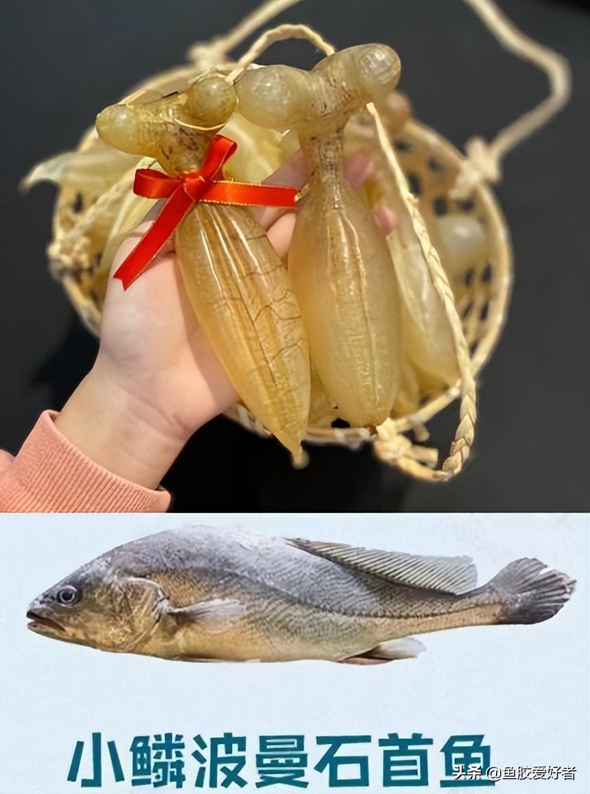 鱼胶的种类及对应图片,鱼胶的种类大全