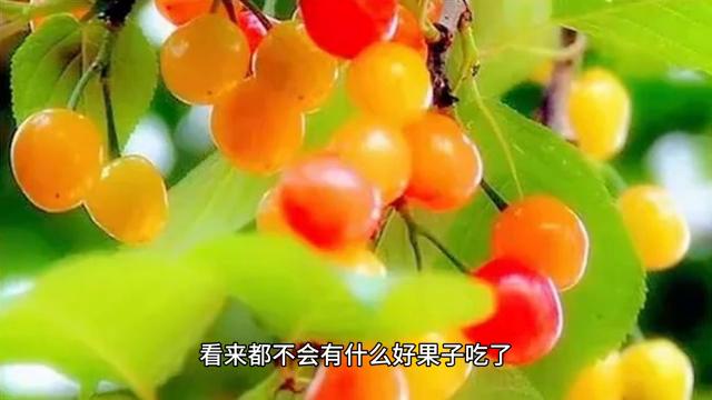 张大胆故事全集完整版,张大胆历险记