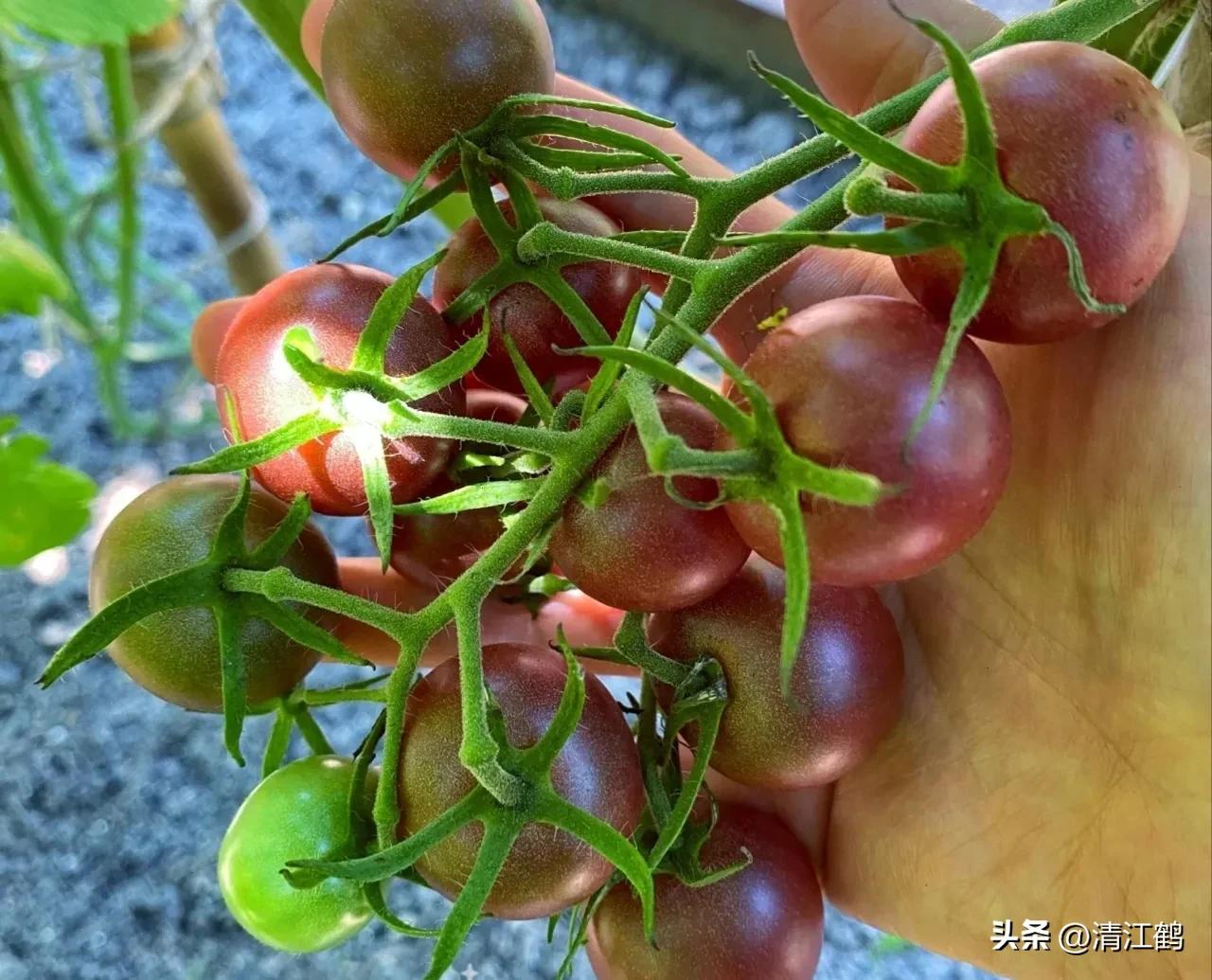 番茄转色不良用什么肥,番茄转色的六种表现