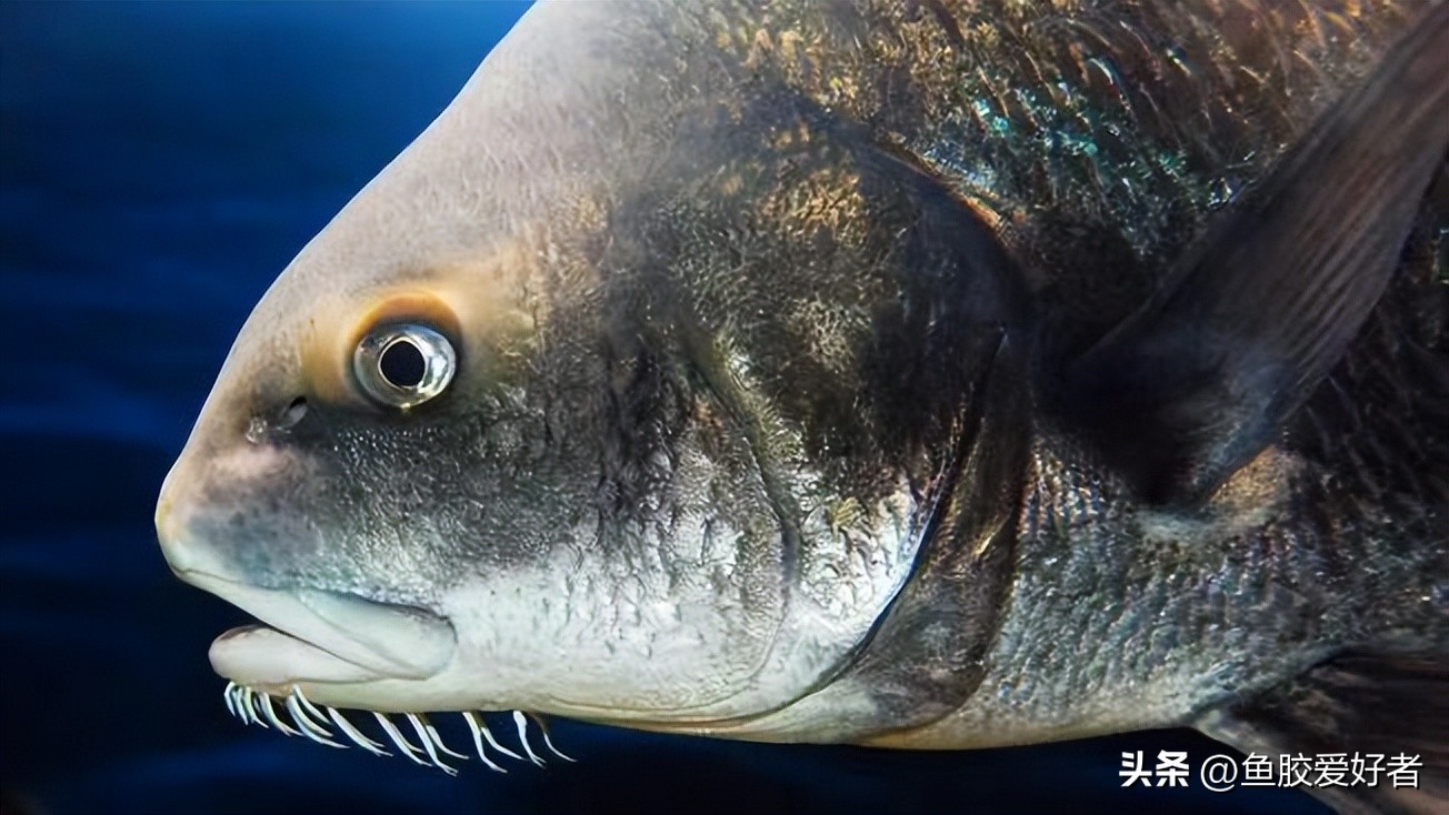 什么样的鱼才有鱼胶,鱼胶最好是哪种鱼