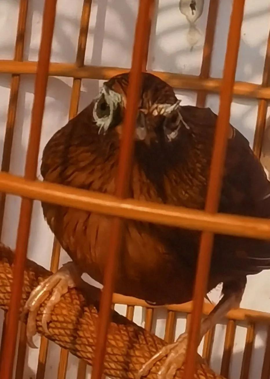 怎么让画眉鸟快速的训练,如何训练画眉鸟