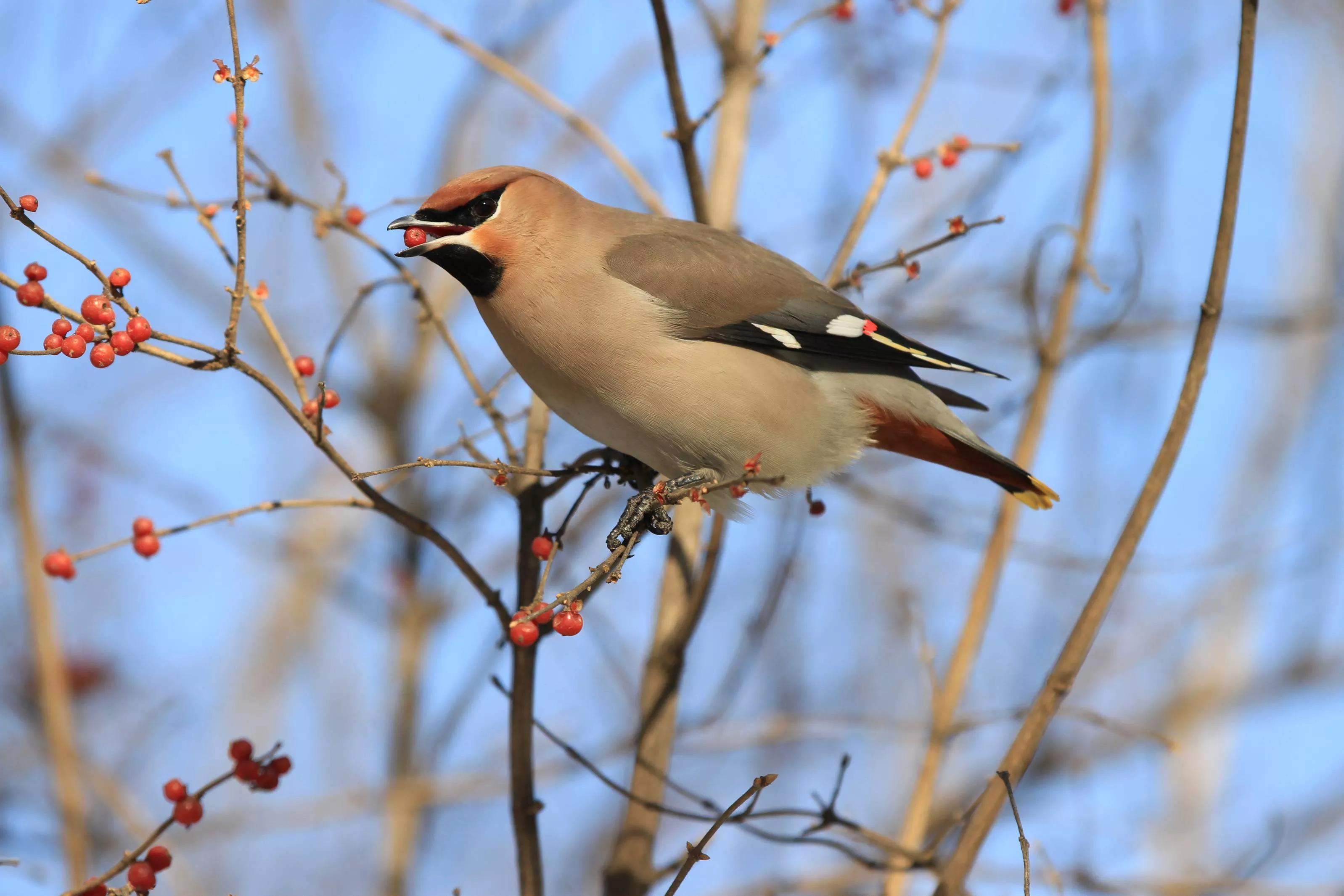 太平鸟图片大鸟,太平鸟图片大全高清壁纸