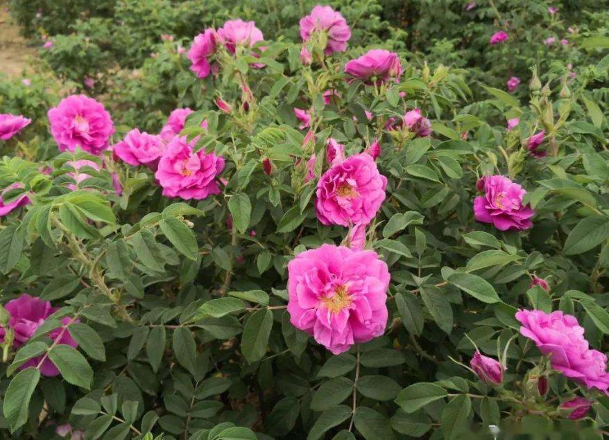 爱喝玫瑰花茶,平阴玫瑰夏天种植能长出来吗